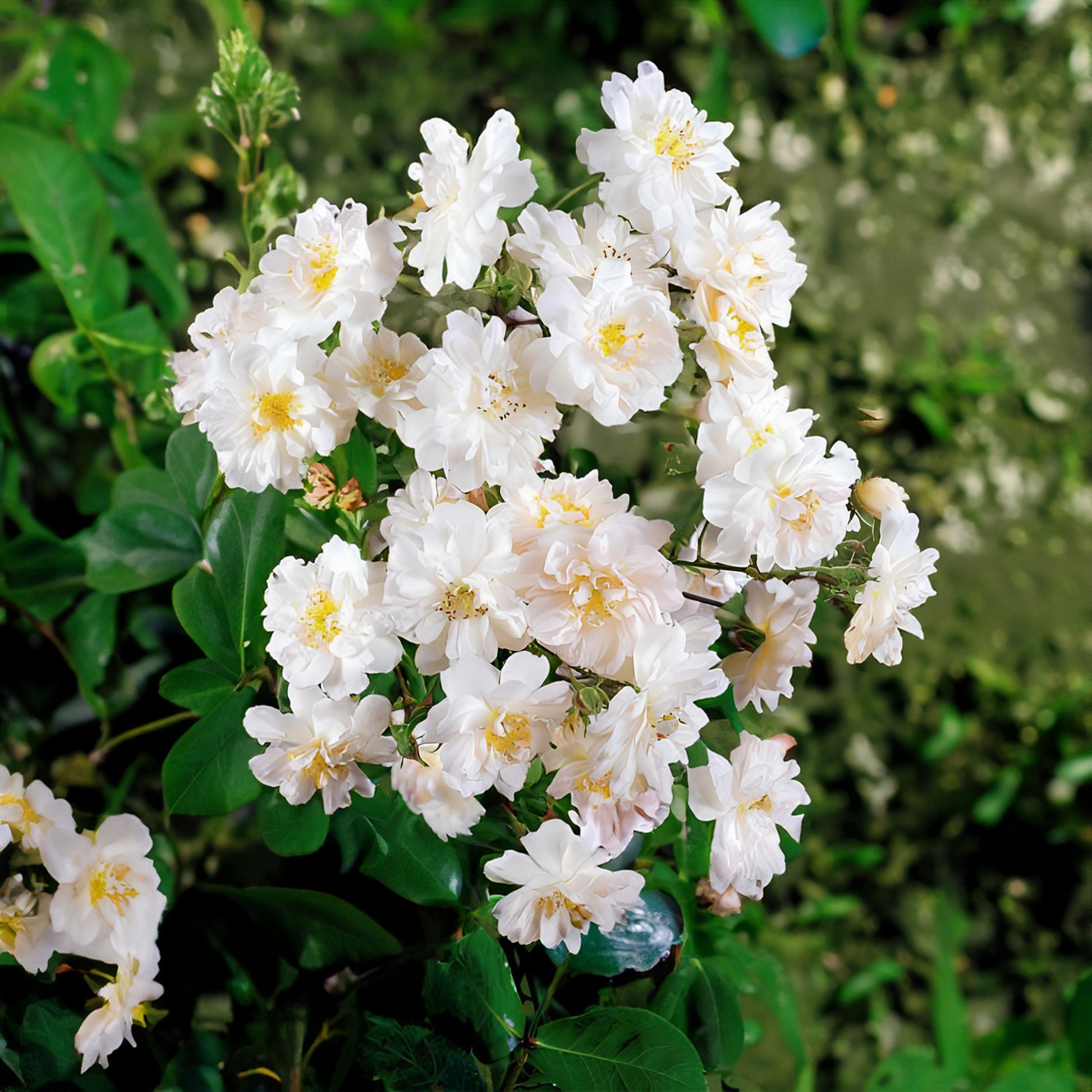 Rosa x wichuraiana Petite Duchesse , Immensee - Wichura-Rosen Duo (Immensee + Duchesse) (x2) - Kletterrosen