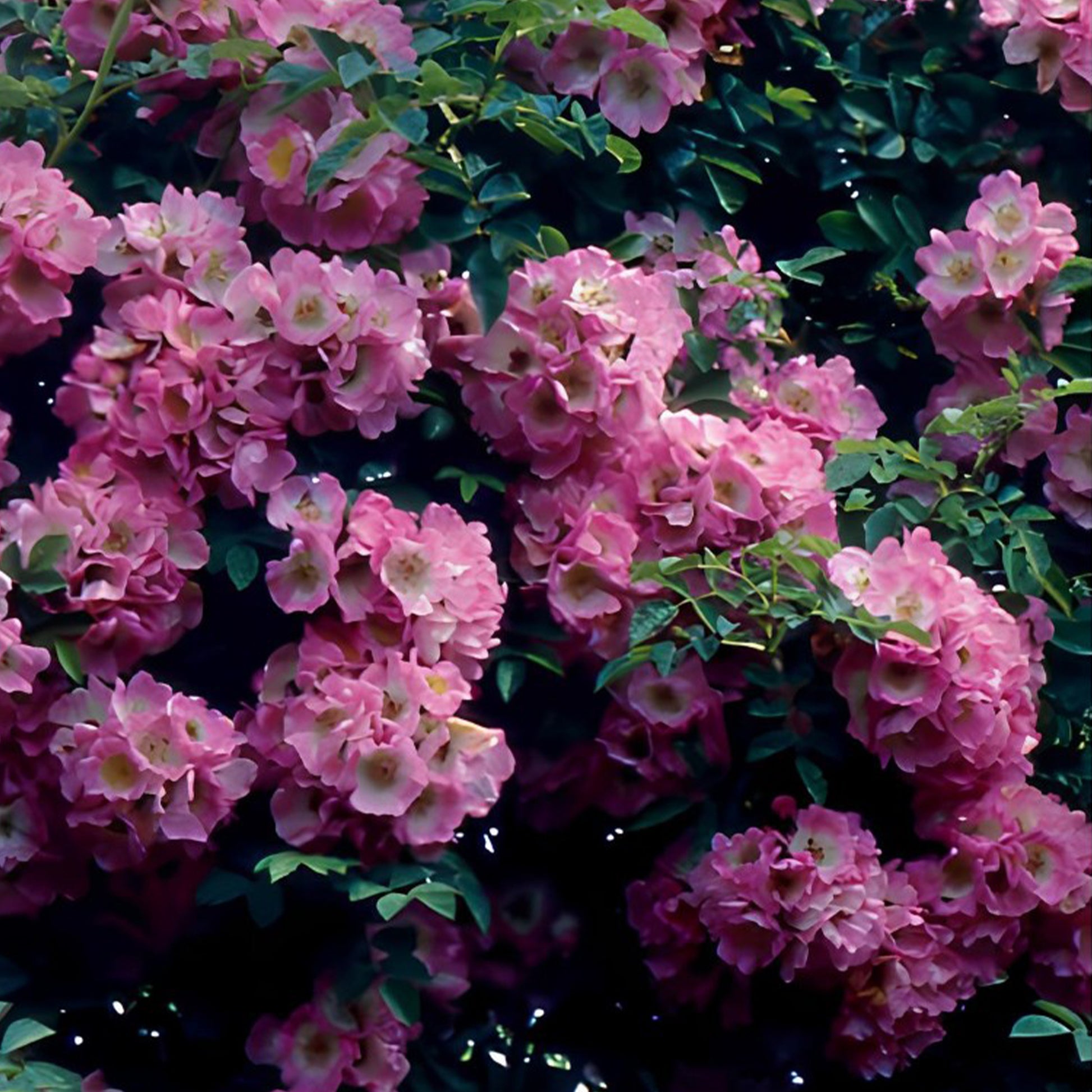 Wichura-Rosen Duo (Immensee + Duchesse) (x2) - Rosa x wichuraiana Petite Duchesse , Immensee - Bakker
