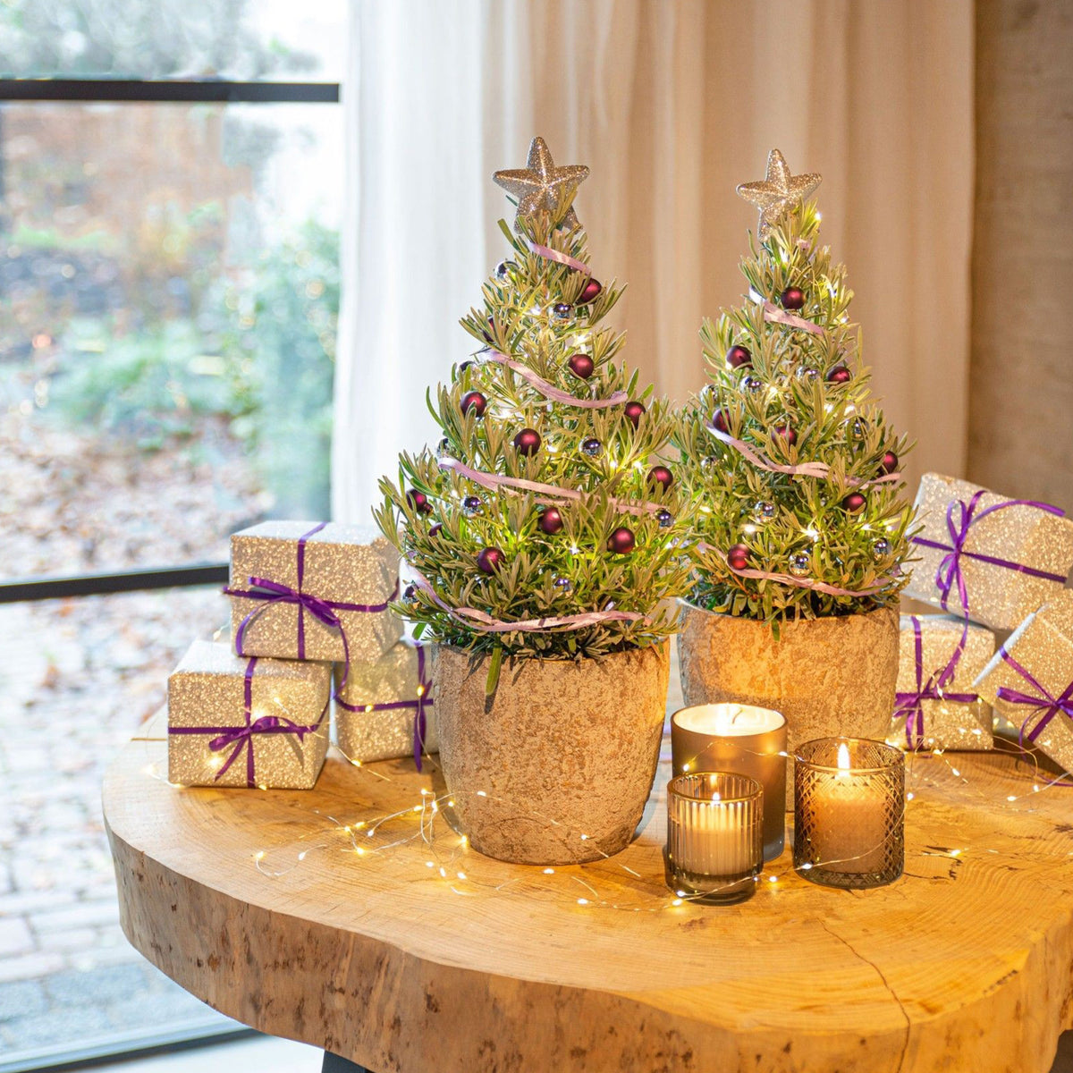 Lavandula angustifolia Christmas Tree - Lavendel ' Weihnachtsbaum' - Kleine Zimmerpflanzen