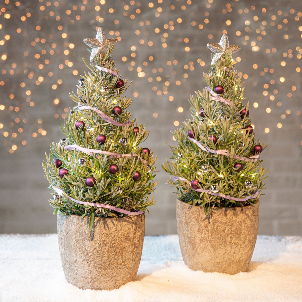 Lavendel ' Weihnachtsbaum' - Bakker