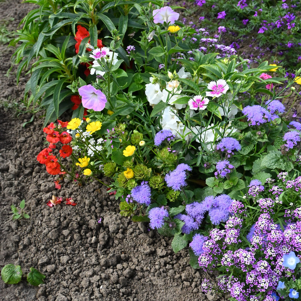 Spezieller Blumenteppich für Blumenkästen - Bakker