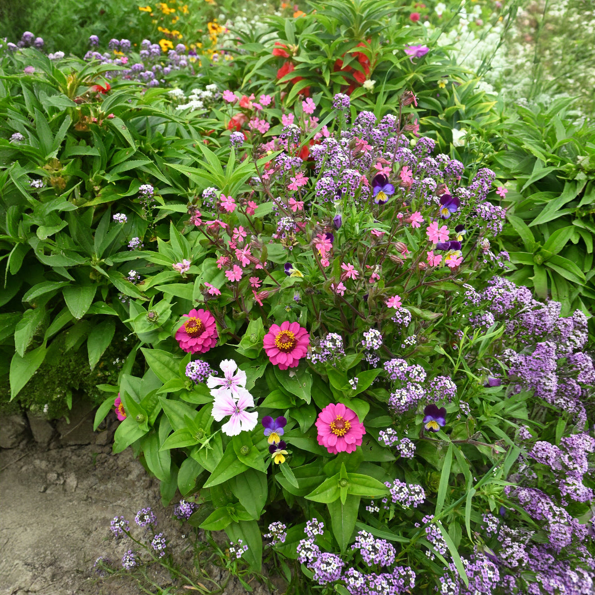 Spezieller Blumenteppich für Blumenkästen - - Bakker
