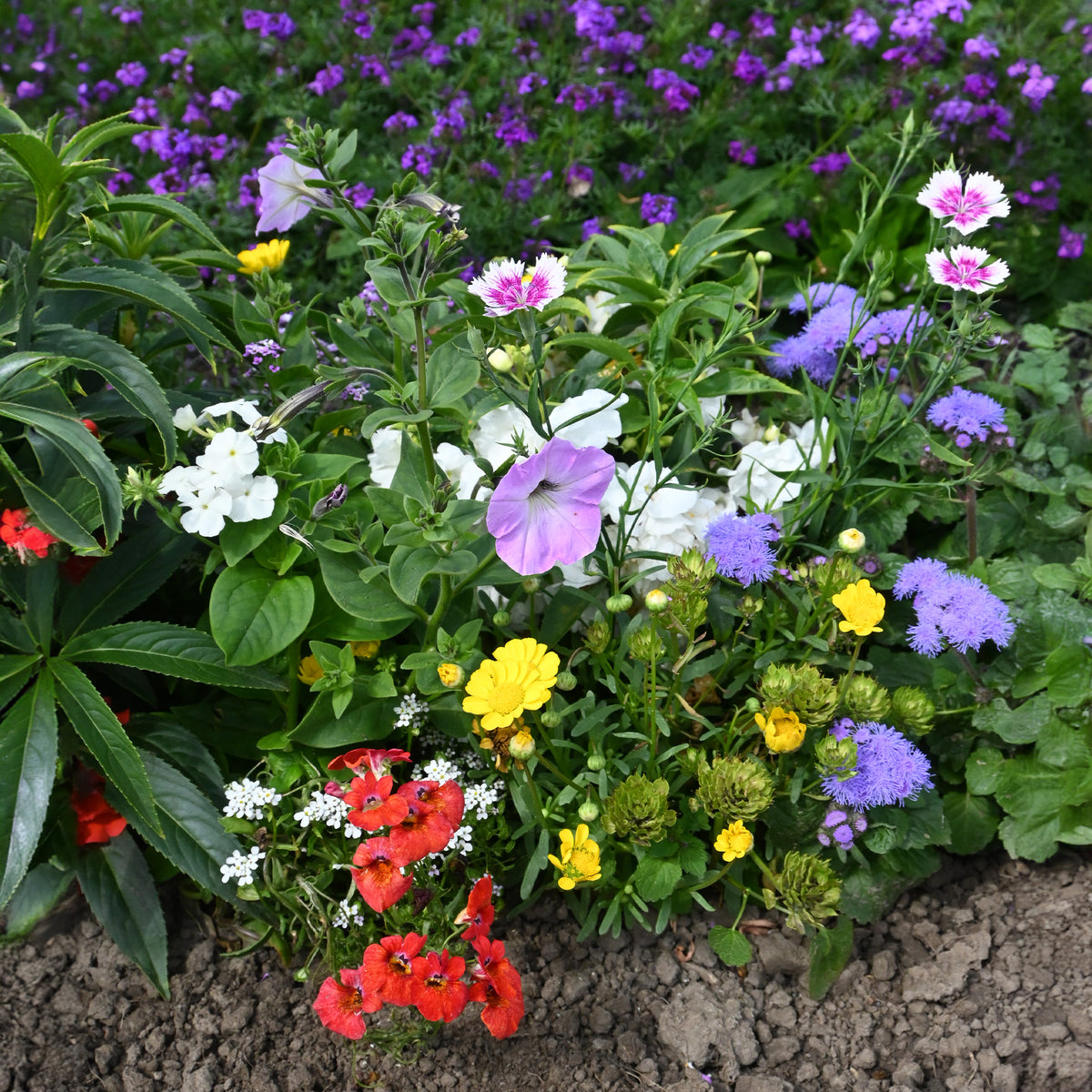 - Spezieller Blumenteppich für Blumenkästen - Samen-Mischungen für Blumen