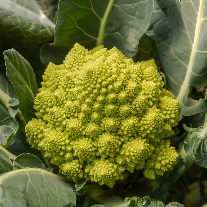 Brokkoli ‘Romanesco’