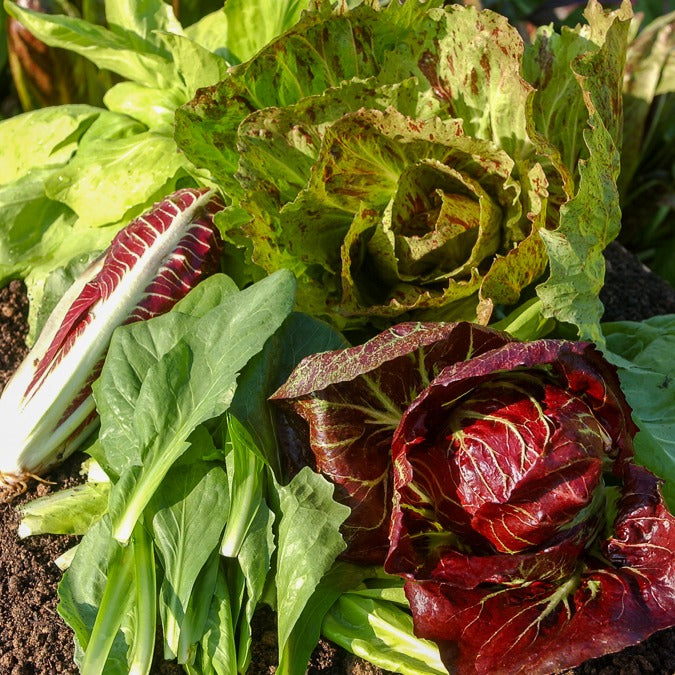 Saatgut Wilde Chicorée Mischung - Cichorium intybus en mélange