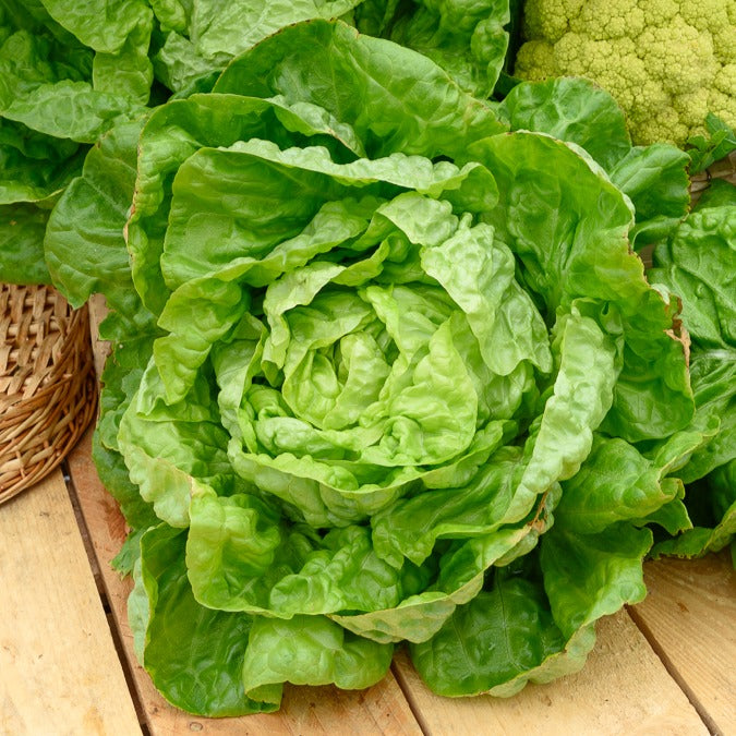 Saatgut Kopfsalat Winterwunder - Lactuca sativa merveille d'hiver