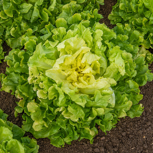 Endiviensalat Blond mit vollem Herzen - Bakker