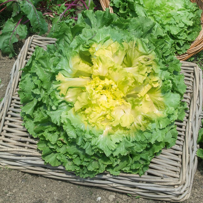 Saatgut Endiviensalat 'Geante Maraichere' - Cichorium endivia gante  maraichre | Bakker.com