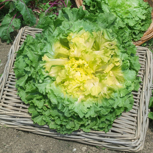 Endiviensalat Géante Maraichère - Bakker