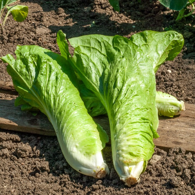 Saatgut Zuckerhut-Chicorée 'Amelioree' - Cichorium intybus améliorée pain  de sucre