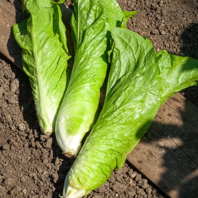 Saatgut Zuckerhut-Chicorée 'Amelioree' - Cichorium intybus améliorée pain  de sucre