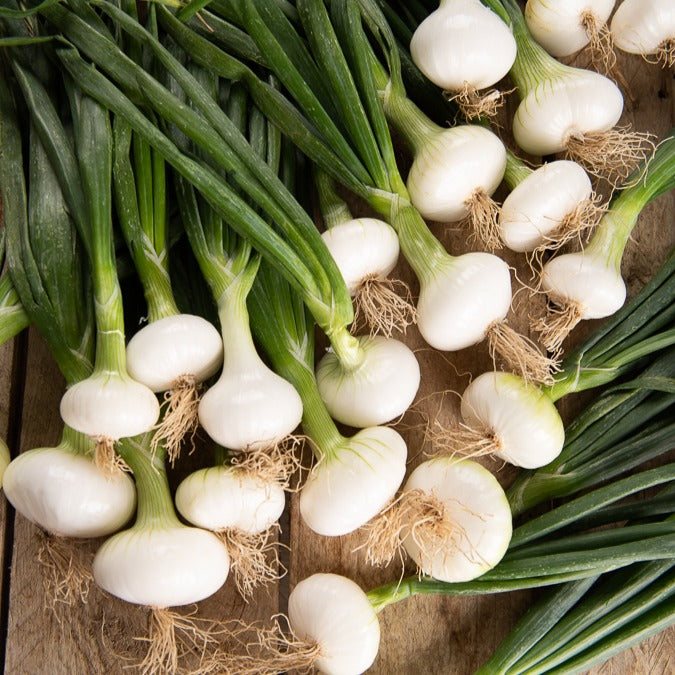 Saatgut Silberzwiebel Barletta - Allium cepa barletta | Bakker.com