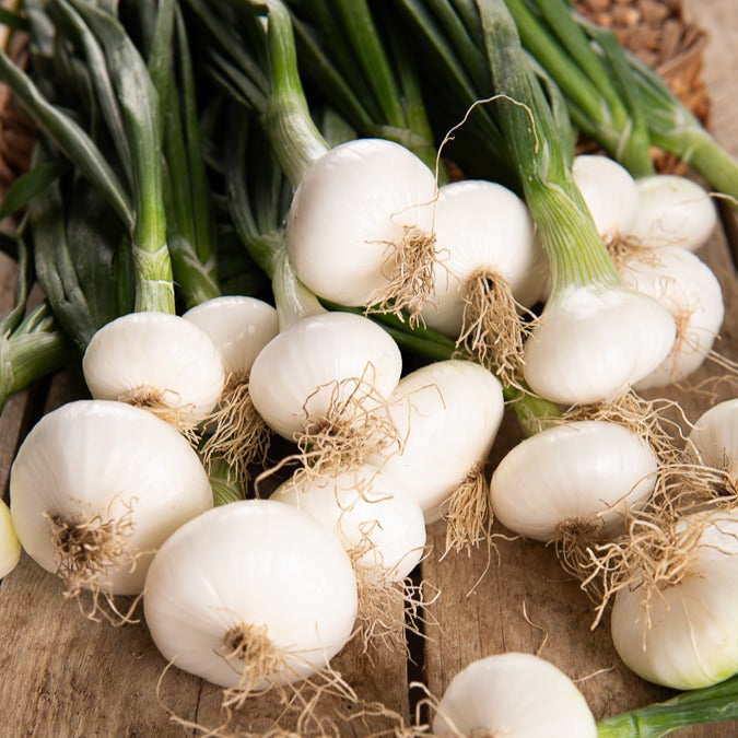 Saatgut Silberzwiebel Barletta - Allium cepa barletta
