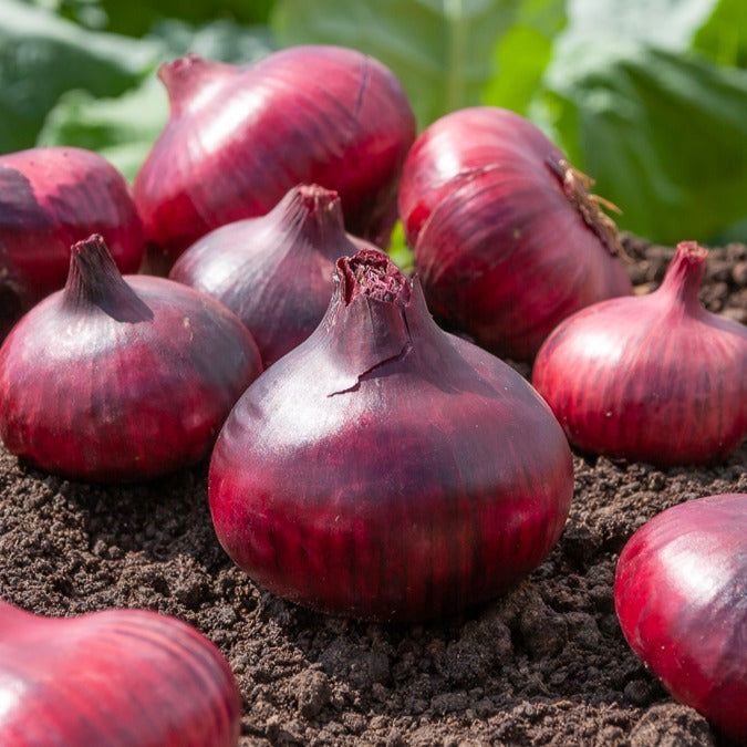 Saatgut Speisezwiebel 'Braunschweiger Dunkelrot' - Allium cepa Rouge foncé  de Brunswick
