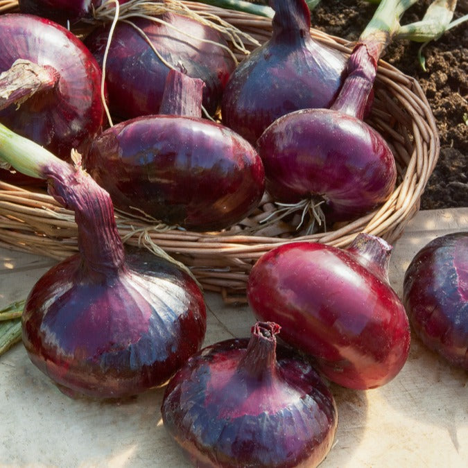 Saatgut Speisezwiebel 'Braunschweiger Dunkelrot' - Allium cepa Rouge foncé  de Brunswick