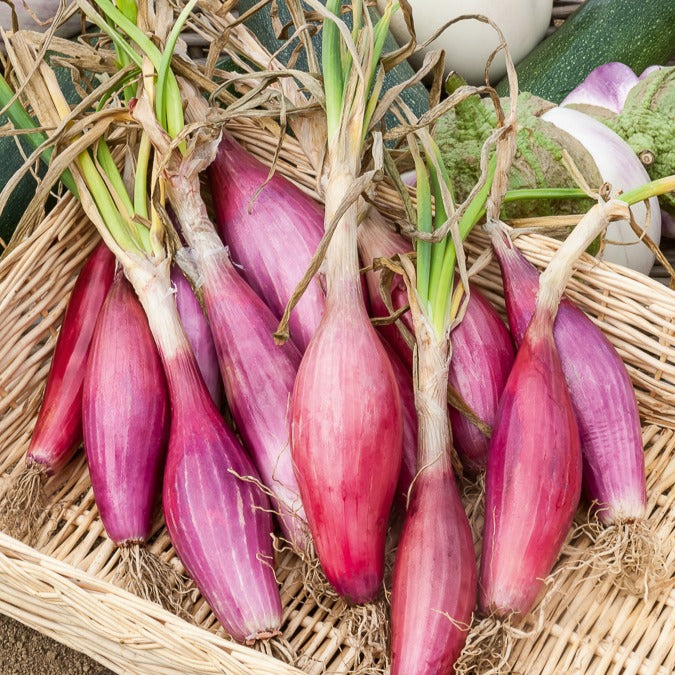 steckzwiebeln saatgut Saatgut Rote, lange Zwiebel 'Long de Florence' - Allium cepa long de  florence