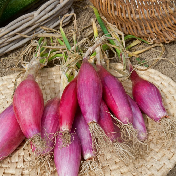 Saatgut Rote, lange Zwiebel 'Long de Florence' - Allium cepa long de  florence