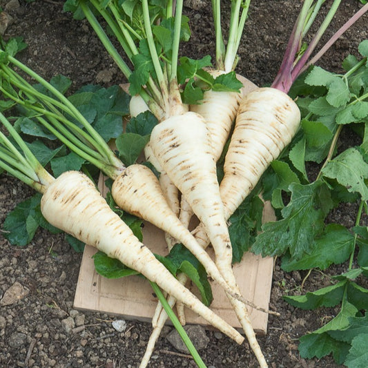 Pastinake Halblange von Guernsey - Bakker