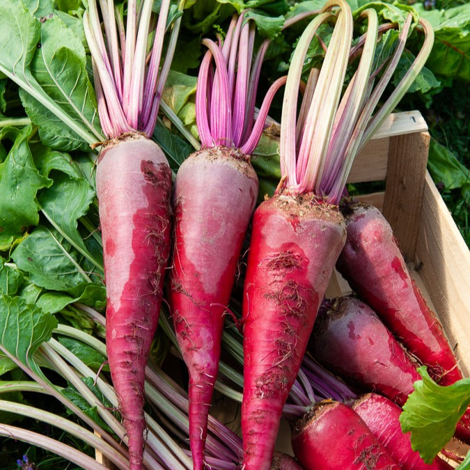 Saatgut Rote Bete 'Geante rouge' - Beta vulgaris géante rouge