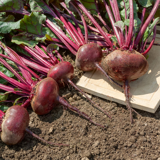 Schwarz Beete 'Egypt' - Bakker