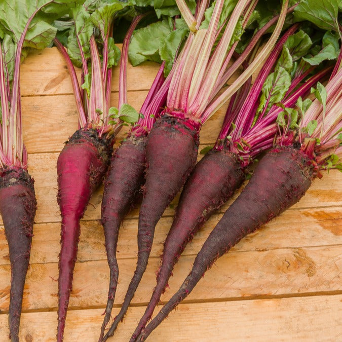 Saatgut Rote Bete 'Crapaudine' - Beta vulgaris crapaudine