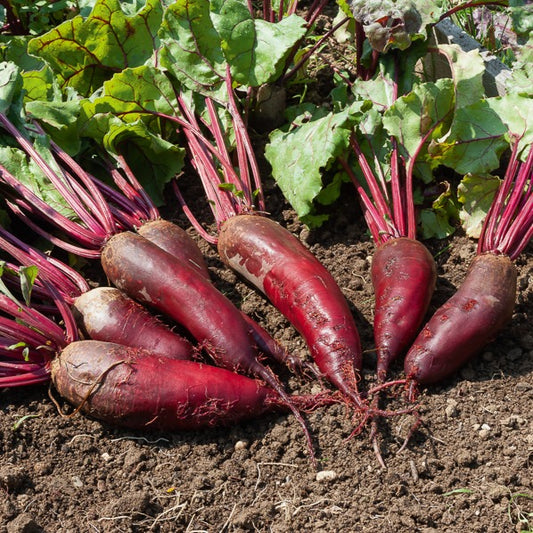 Rote Rübe Cylindra - Bakker
