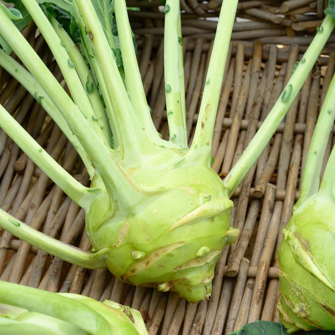 Saatgut Kohlrabi Superschmelz - Brassica oleracea gongylodes superschmelz
