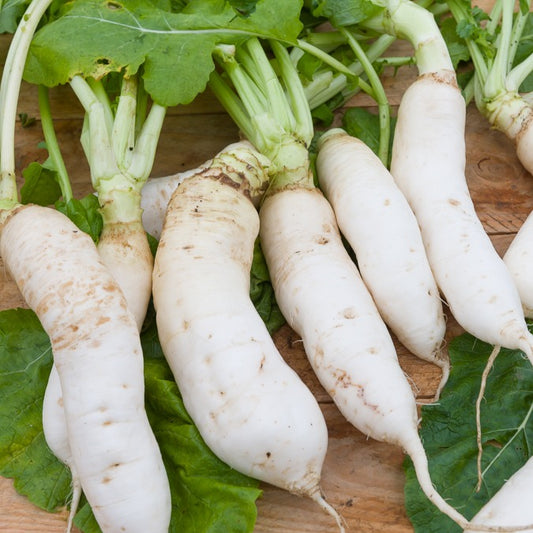 Halblange Mairübe-Navet De Croissy - Bakker