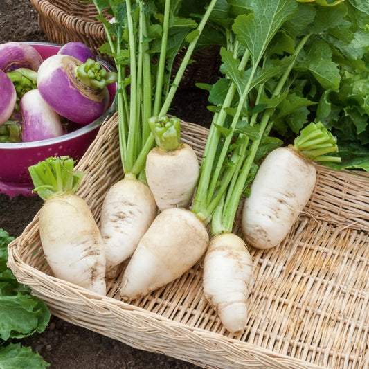 Weiße Winterrübe - Bakker
