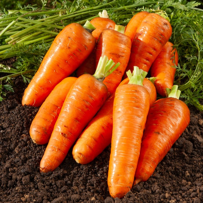 Daucus carota de chantenay à coeur rouge - Karotte De Chantenay à coeur rouge - Samen für Karotten