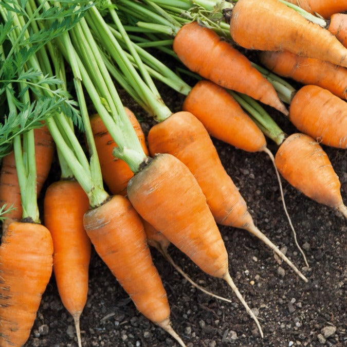 Karotte De Chantenay à coeur rouge - Bakker