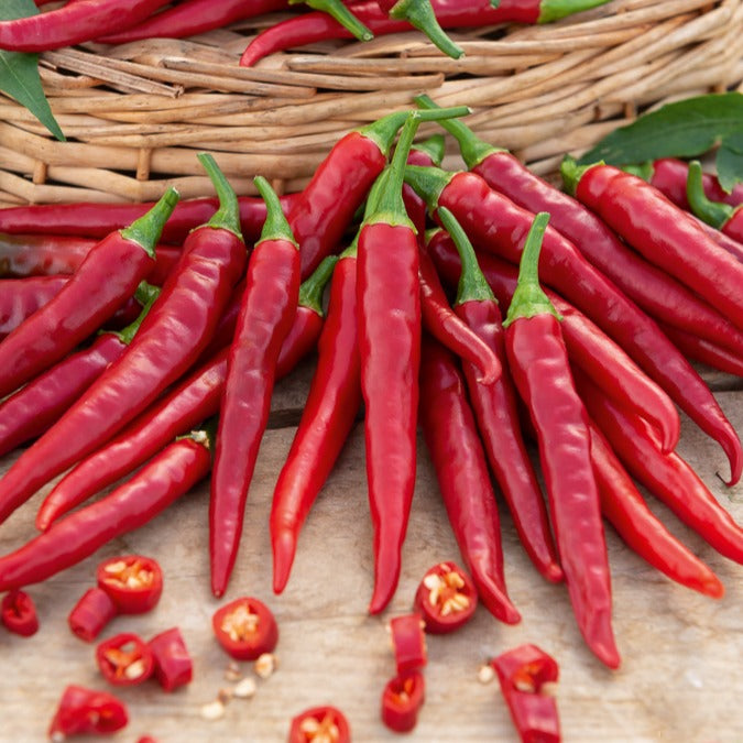 Saatgut Cayennepfeffer - Capsicum annuum cayenne