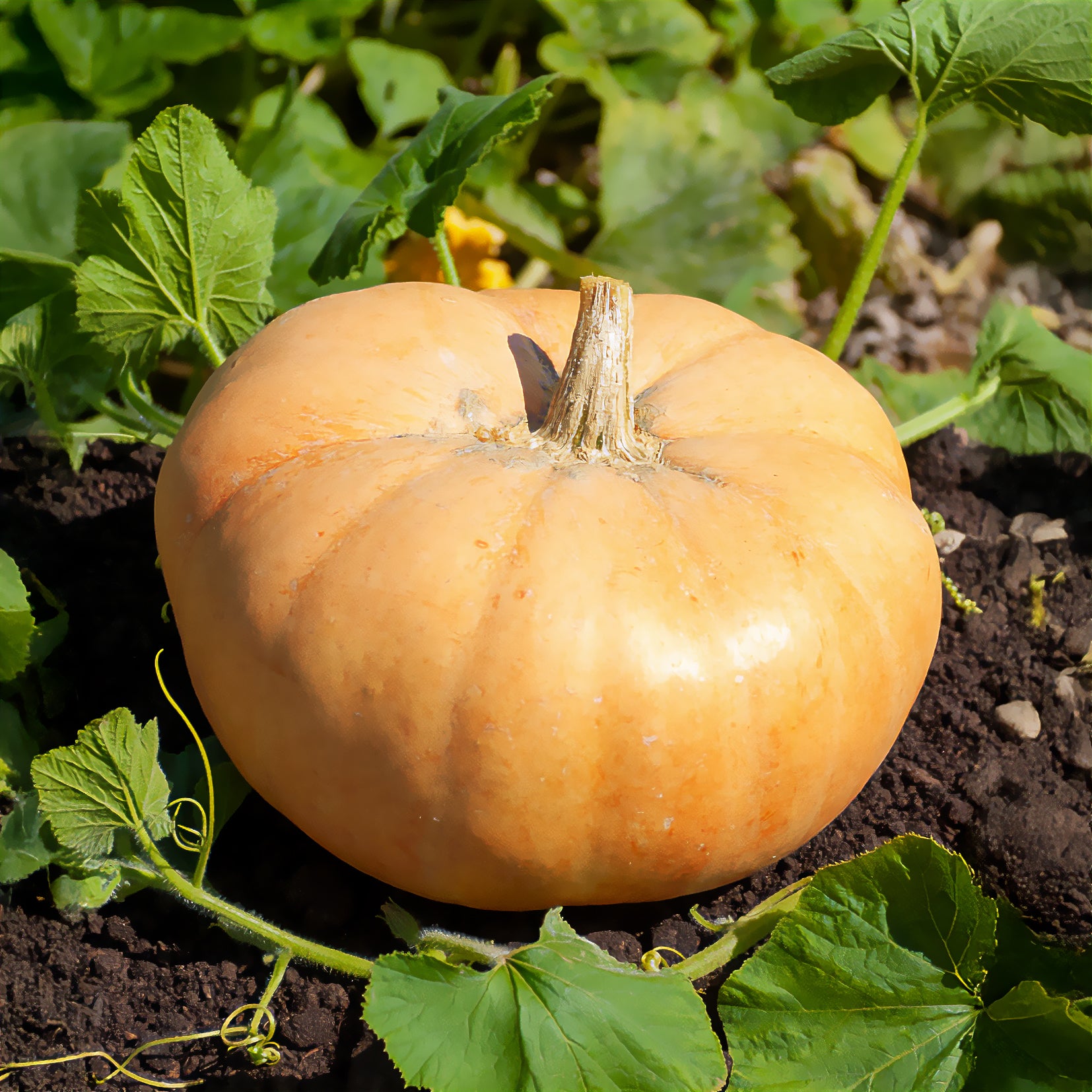 riesenkürbis düngen Saatgut Kürbis 'Jaune gros de Paris' - Cucurbita maxima jaune gros de paris