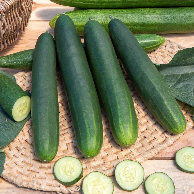 Saatgut Gurke Tanja - Cucumis sativus tanja