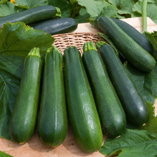 saatgut gemüsegarten Saatgut Saatgut-Kollektion für Gemüsegarten (x7)