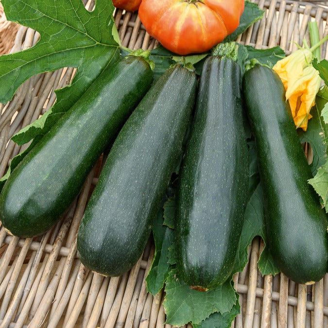Cucurbita pepo black beauty - Zucchini Black Beauty - Samen für Zucchini