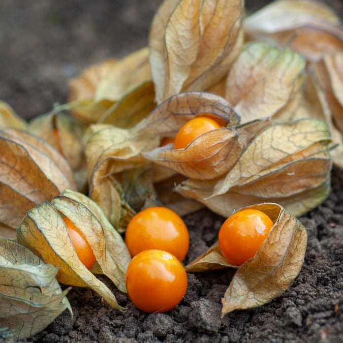 physalis saatgut Saatgut Kapstachelbeere - Physalis peruviana