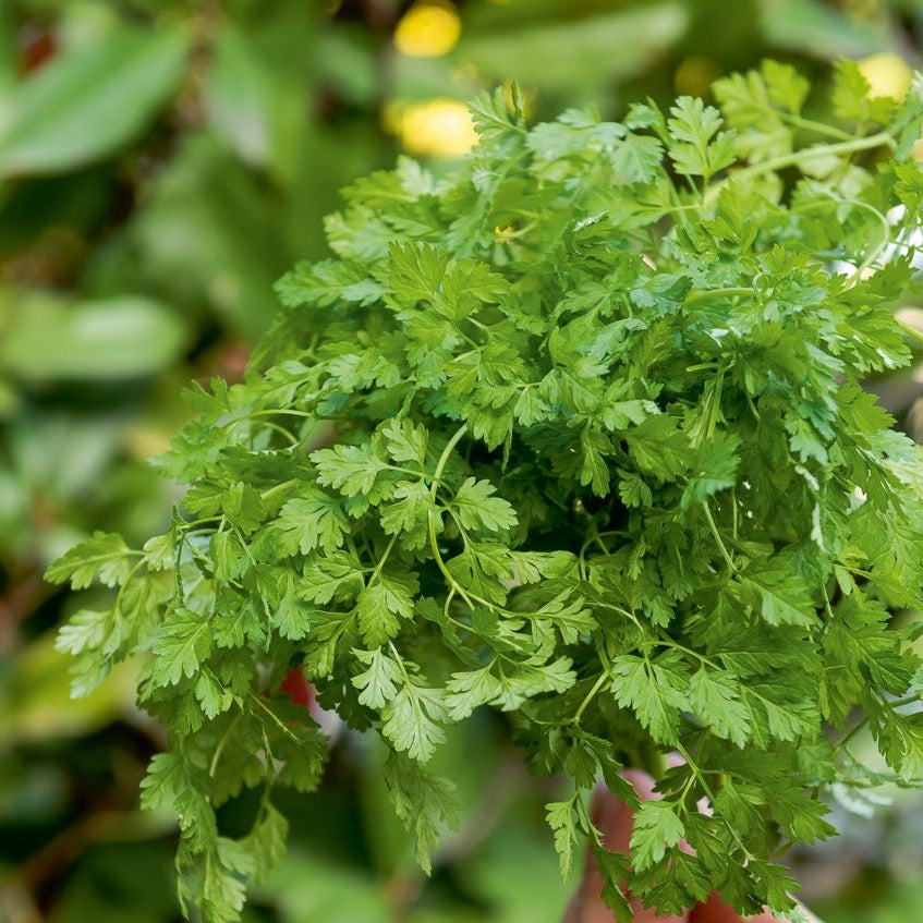 Saatgut Gartenkerbel - Anthriscus cerefolium