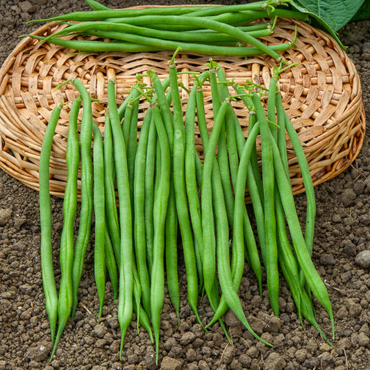 Bohne Aiguillon - Bakker