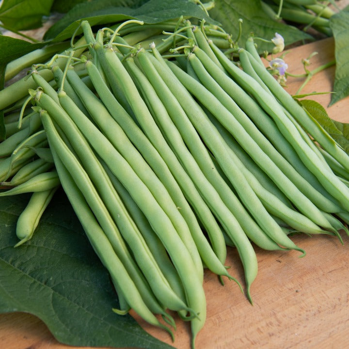 Saatgut Buschbohne Contender - Phaseolus vulgaris Contender
