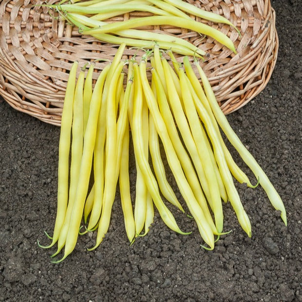 Saatgut Bohnen Mischung - Collection de 3 haricots assortis