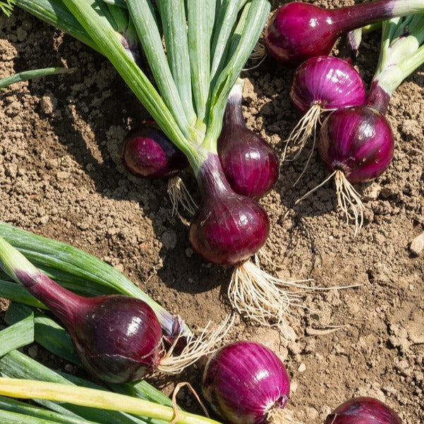 Blumenzwiebeln Zwiebel Red Baron - Allium cepa red baron