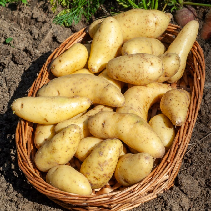 Kartoffeln 'Ratte' (x25) - Solanum tuberosum ratte