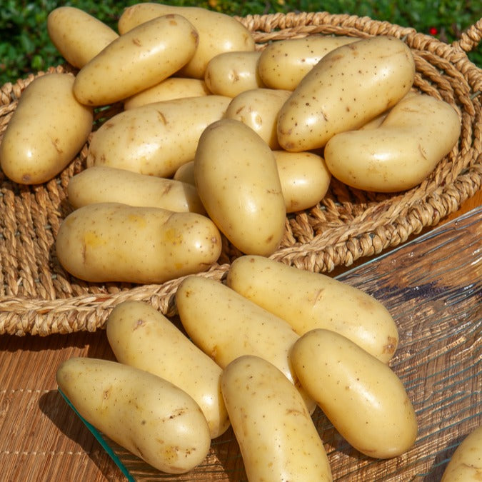 Kartoffel Amandine (x25) - Bakker