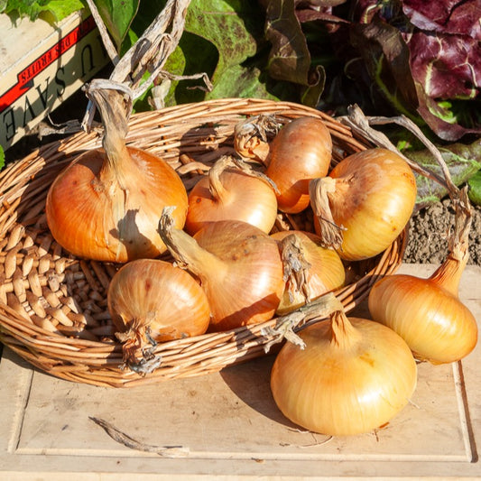 Zwiebel Jaune - Bakker