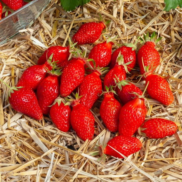 Erdbeere Gariguette - Fragaria x ananassa gariguette