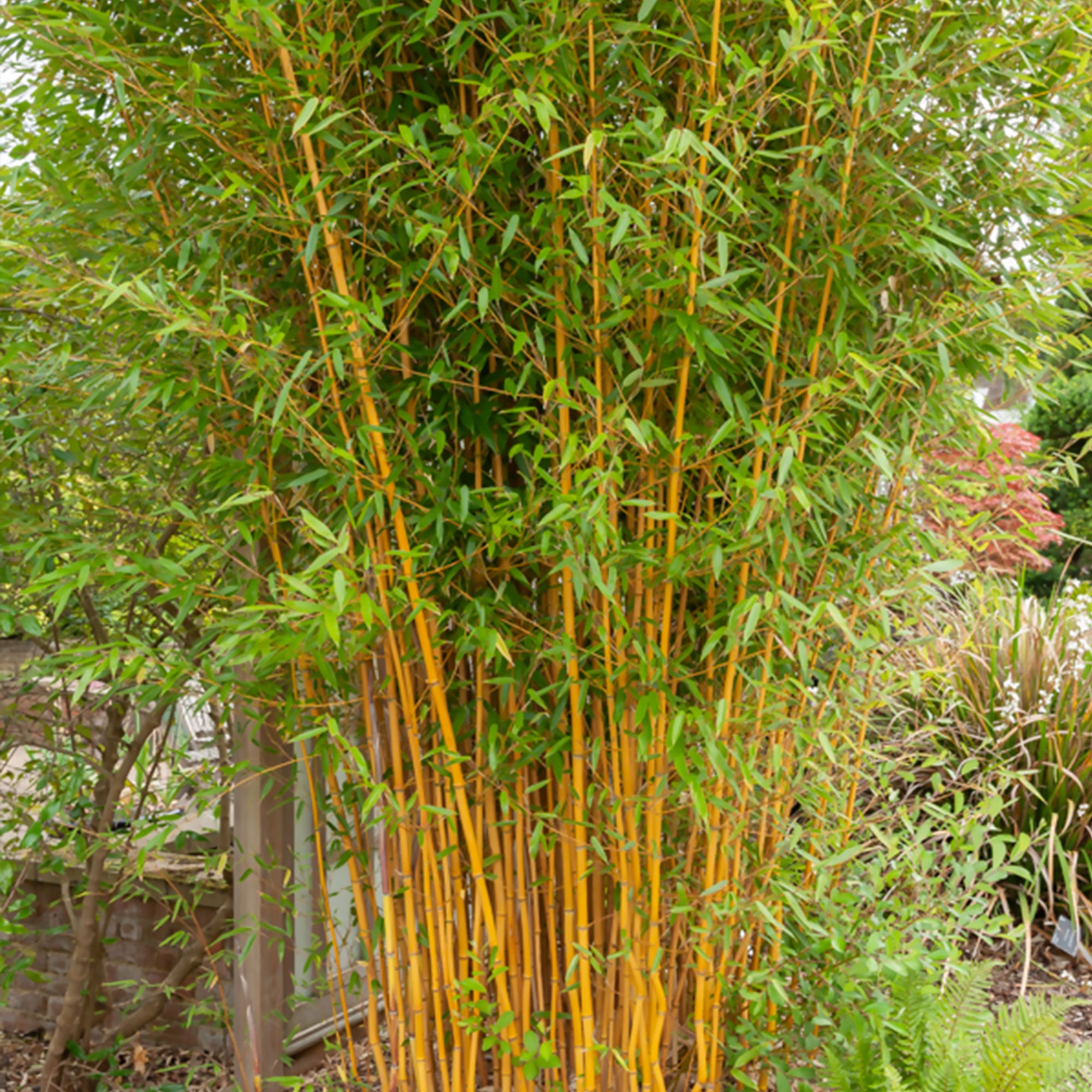 Phyllostachys-Bambus-Kollektion (x3) - Phyllostachys bissetii, aureosulcata  Aureocaulis, Fargesia scabrida Asian Wonder