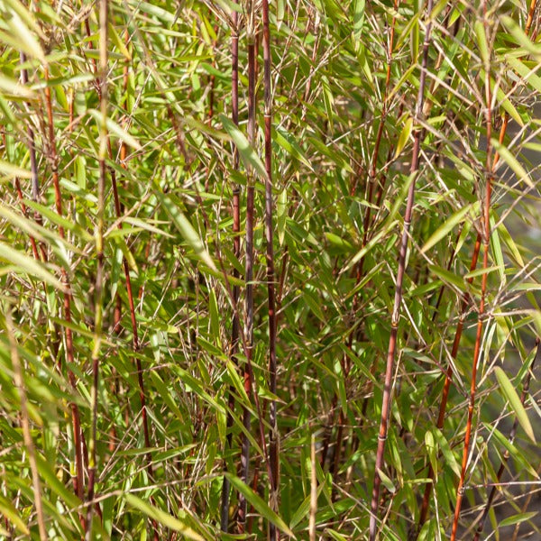 Gartenbambus, Pagoden-Hartriegel, Fächerahorn (x3) - Fargesia scabrida,  cornus controversa, acer palmat