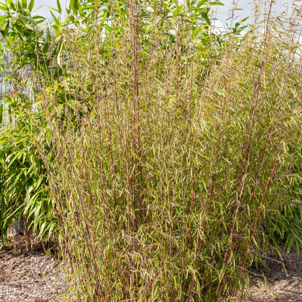 Roter bambus - Fargesia scabrida Asian Wonder - Bakker