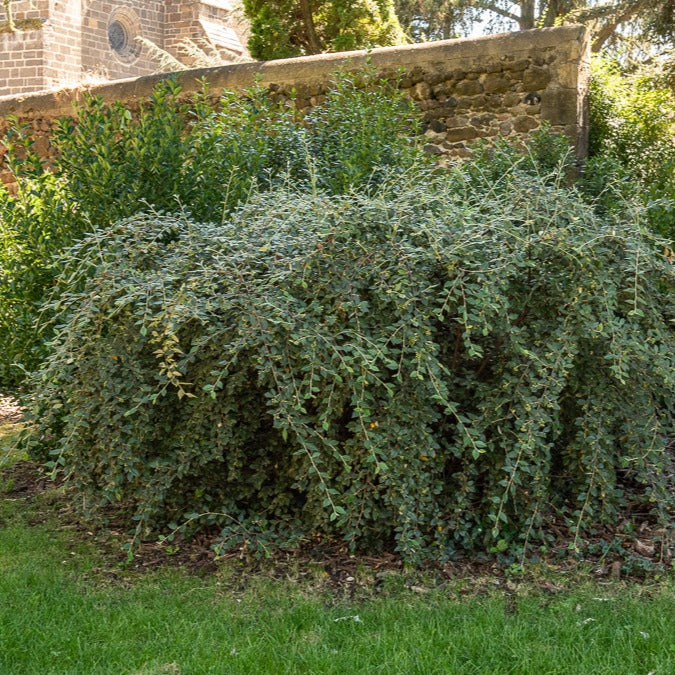 zwergmispel düngen Franchets Zwergmispel - Cotoneaster franchetii